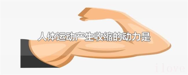 人体运动产生收缩的动力是