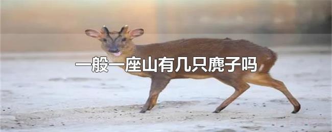 一般一座山有几只麂子吗