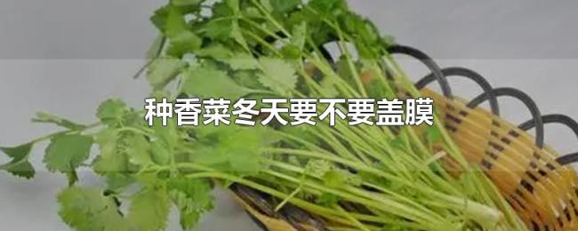 种香菜冬天要不要盖膜