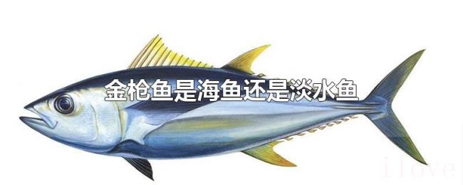 金枪鱼是海鱼还是淡水鱼