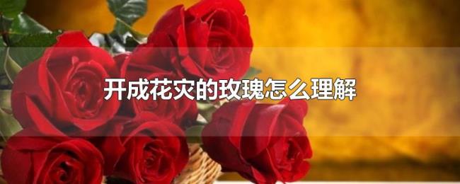 开成花灾的玫瑰怎么理解 开成花灾的玫瑰怎么理解