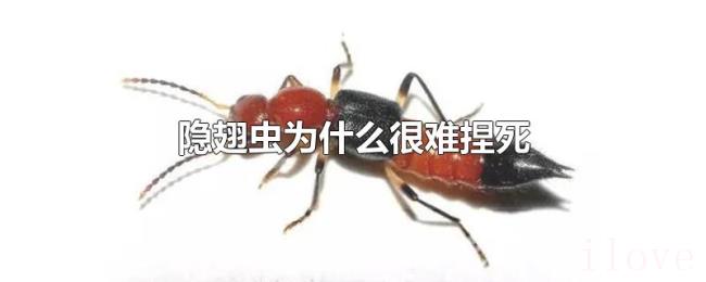 隐翅虫为什么很难捏死