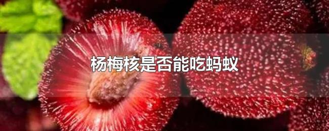 杨梅核是否能吃蚂蚁 杨梅核是否能吃蚂蚁