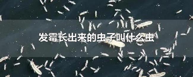 发霉长出来的虫子叫什么虫