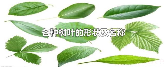 各种树叶的形状及名称 各种树叶的形状及名称