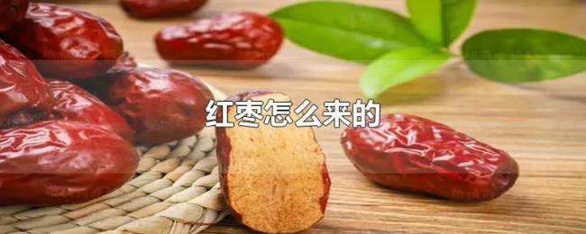 红枣怎么来的 红枣怎么来的