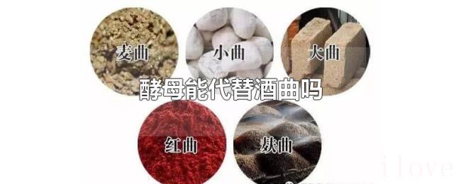 酵母能代替酒曲吗