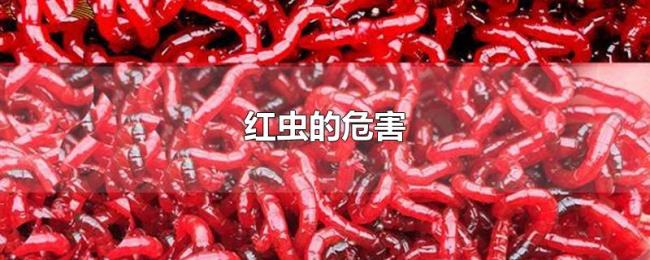 红虫的危害 红虫的危害