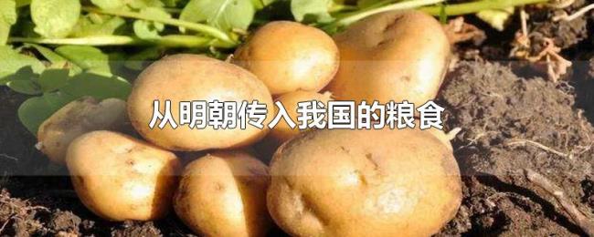 从明朝传入我国的粮食