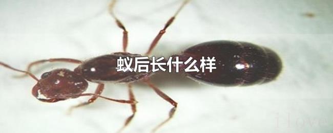 蚁后长什么样