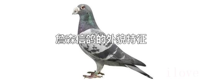 詹森信鸽的外貌特征