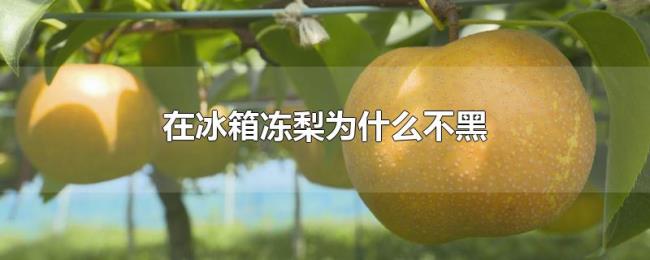 在冰箱冻梨为什么不黑 在冰箱冻梨为什么不黑