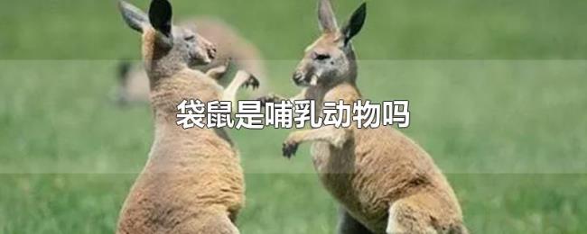 袋鼠是哺乳动物吗