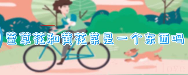 萱草花和黄花菜是一个东西吗
