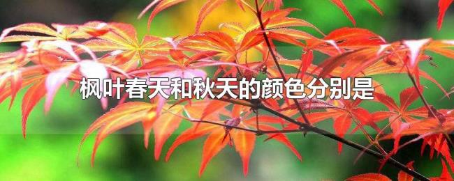 枫叶春天和秋天的颜色分别是