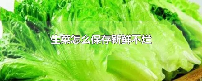 生菜怎么保存新鲜不烂