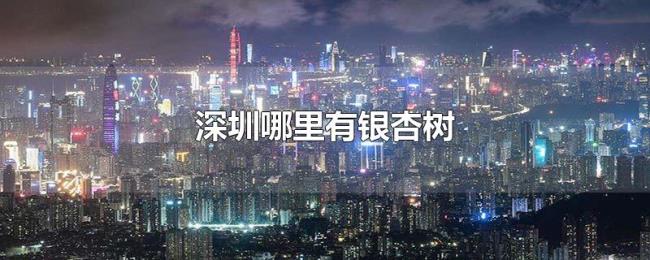 深圳哪里有银杏树