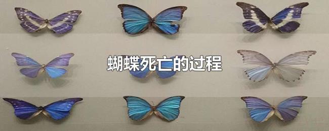 蝴蝶死亡的过程
