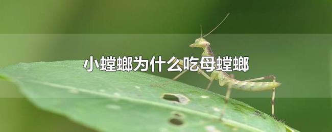 小螳螂为什么吃母螳螂