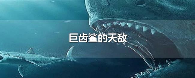 巨齿鲨的天敌 巨齿鲨的天敌