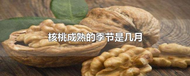 核桃成熟的季节是几月
