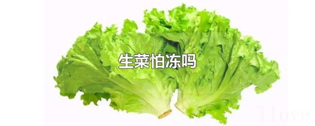 生菜怕冻吗
