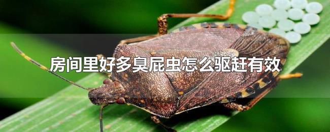 房间里好多臭屁虫怎么驱赶有效