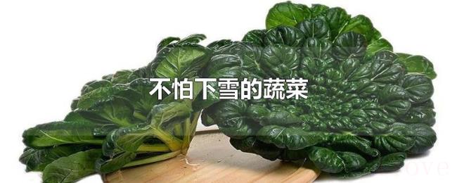 不怕下雪的蔬菜 不怕下雪的蔬菜