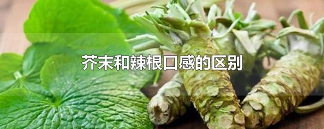 芥末和辣根口感的区别