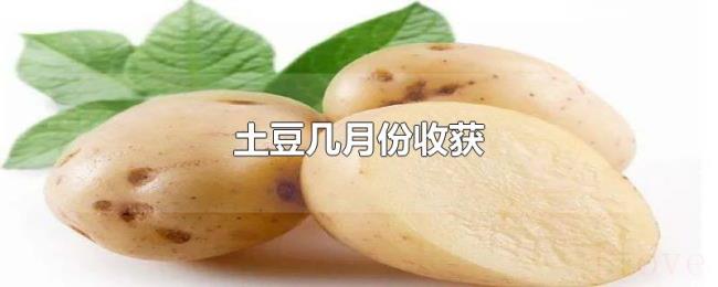 土豆几月份收获 土豆几月份收获