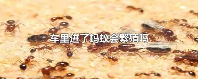 车里进了蚂蚁会繁殖吗 车里进了蚂蚁会繁殖吗