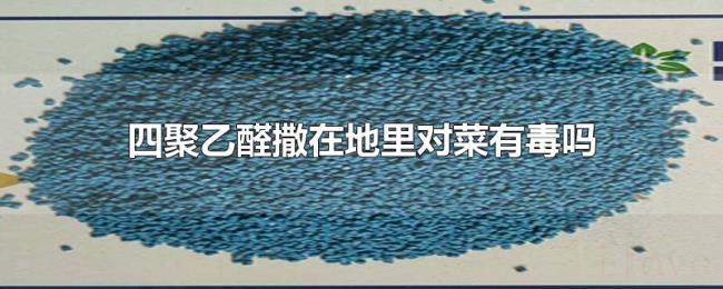 四聚乙醛撒在地里对菜有毒吗