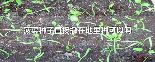 菠菜种子直接撒在地里种可以吗 菠菜种子直接撒在地里种可以吗