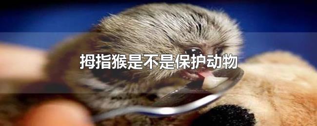 拇指猴是不是保护动物 拇指猴是不是保护动物