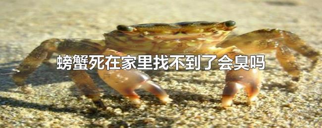螃蟹死在家里找不到了会臭吗