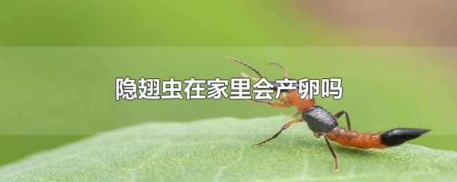 隐翅虫在家里会产卵吗