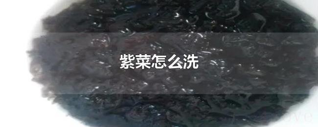 紫菜怎么洗 紫菜怎么洗