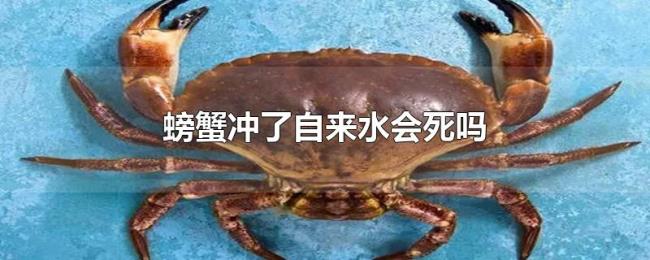 螃蟹冲了自来水会死吗 螃蟹冲了自来水会死吗