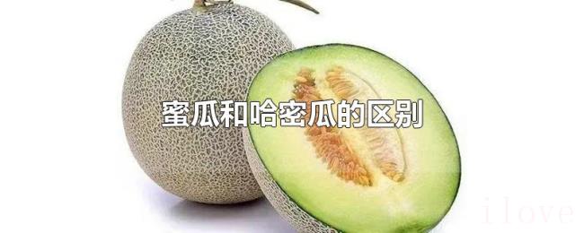 蜜瓜和哈密瓜的区别 蜜瓜和哈密瓜的区别