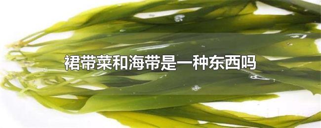 裙带菜和海带是一种东西吗