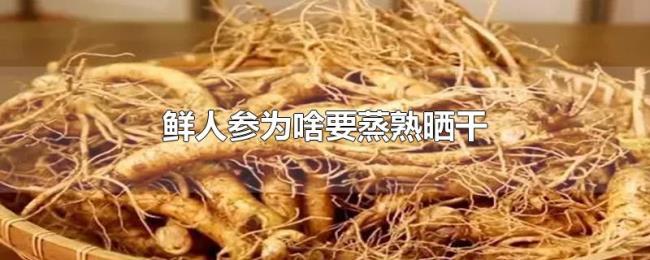 鲜人参为啥要蒸熟晒干