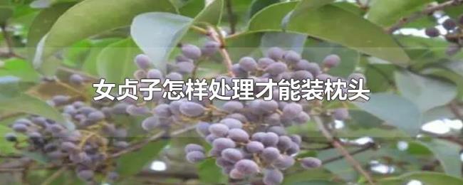 女贞子怎样处理才能装枕头 女贞子怎样处理才能装枕头