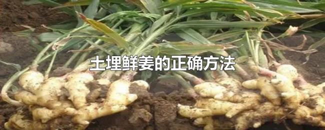 土埋鲜姜的正确方法