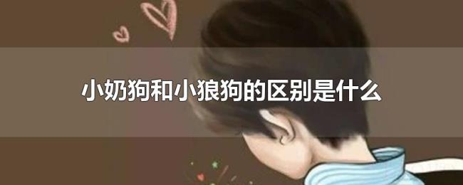 小奶狗和小狼狗的区别是什么