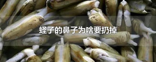 蛏子的鼻子为啥要扔掉