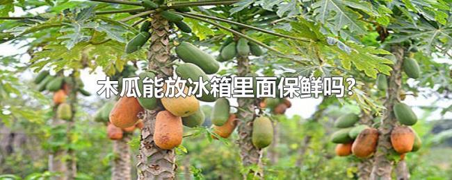 木瓜能放冰箱里面保鲜吗? 木瓜能放冰箱里面保鲜吗?