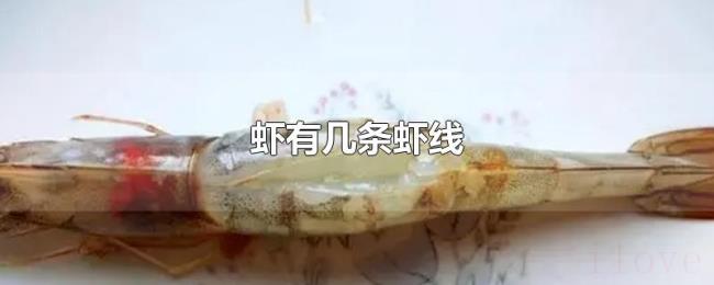 虾有几条虾线 虾有几条虾线