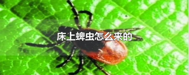 床上蜱虫怎么来的