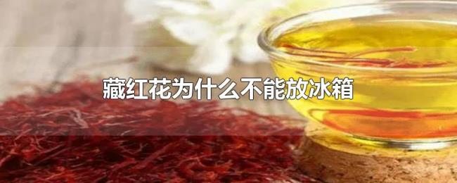 藏红花为什么不能放冰箱