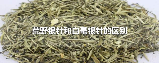 荒野银针和白毫银针的区别 荒野银针和白毫银针的区别